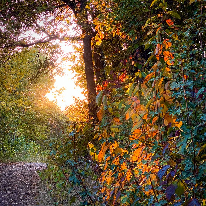 Forêt des Clives - © Agnès Zenko